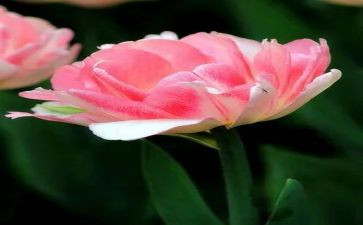《青铜葵花》阅读心得8篇