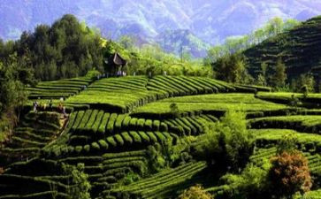 与环境有关的作文300字8篇