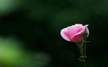 活出我精彩作文精选6篇