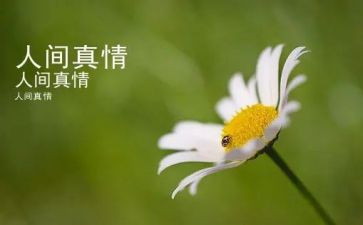 写人间真情的作文小学作文5篇