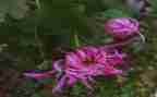 看菊花作文7篇