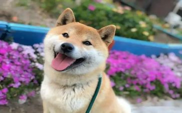 开心的事作文100字5篇
