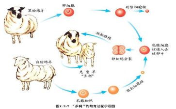 作文克隆的我400字7篇