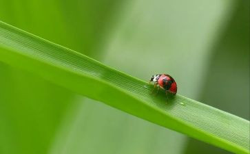 昆虫记1-5读心得体会7篇