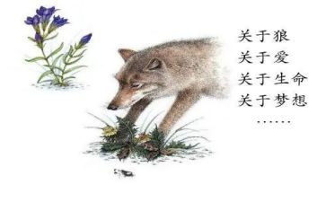 写《狼王梦》的读后感精选5篇