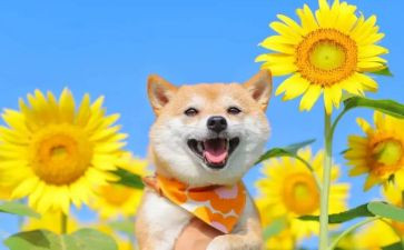 游乐园的活动方案8篇