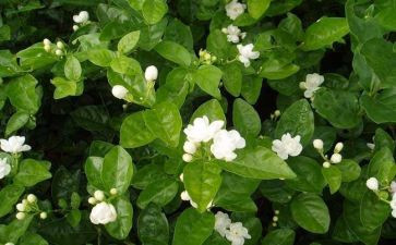 茉莉作文8篇
