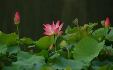 莲花的作文600字5篇