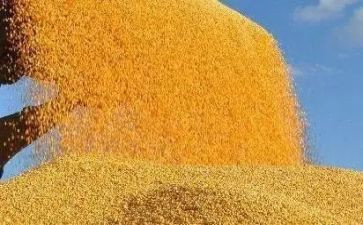 节约粮食的活动策划5篇