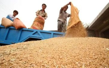 粮食周活动策划参考7篇