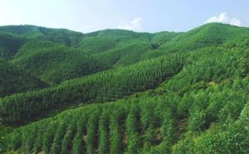 黑峪林场工作总结8篇