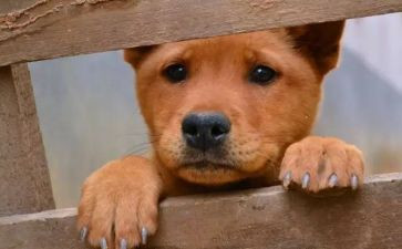 保护流浪猫的倡议书6篇