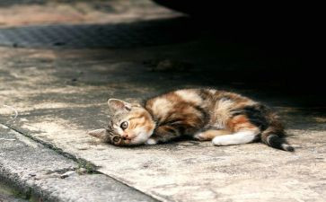猫流浪记读后感推荐5篇