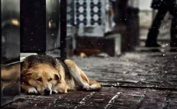 流浪猫观后感5篇