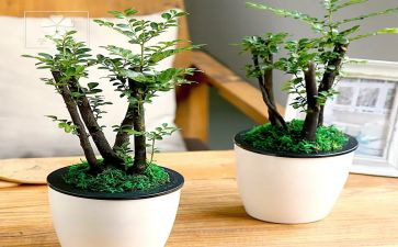 县绿化工作计划推荐8篇