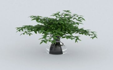绿萝的作文参考7篇