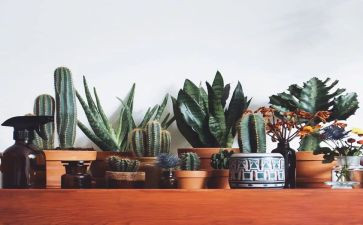 县绿化工作计划7篇