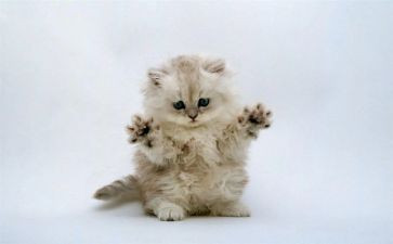猫的读后感500字作文6篇