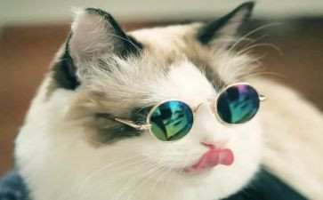 靳以的猫读后感500字通用7篇