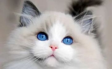 编程猫培训心得体会5篇