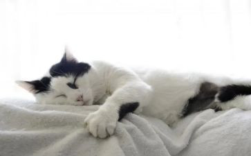 国宝大熊猫作文通用6篇