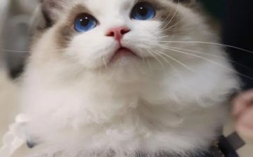 《猫》读后感400字优秀5篇