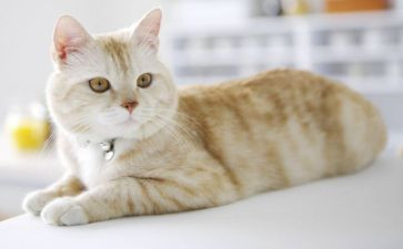 故事漂来的猫读后感300字5篇