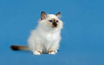 写小猫的作文5篇