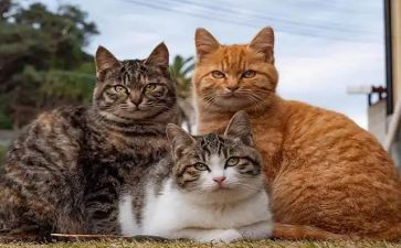我的猫作文200字模板5篇