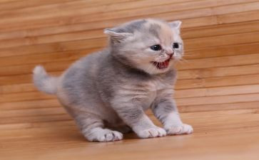 靳以的猫的读后感200字精选5篇