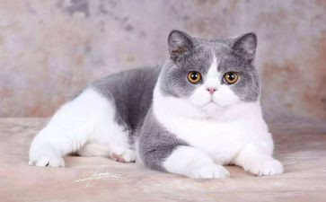 靳以的猫读后感300字参考6篇