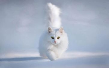 介绍猫作文600字优秀7篇