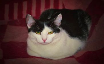 猫的读后感500字作文通用8篇