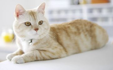 我的猫读后感800字5篇