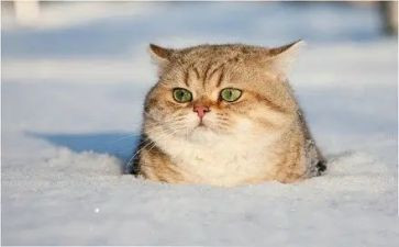 靳以的猫的读后感200字8篇
