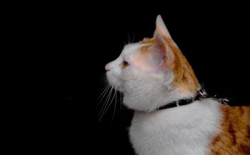 写小猫的作文推荐7篇