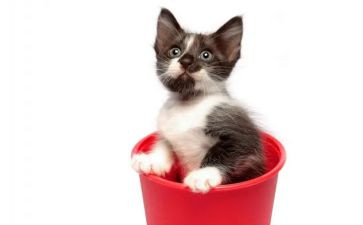 靳以的猫读后感300字优秀7篇