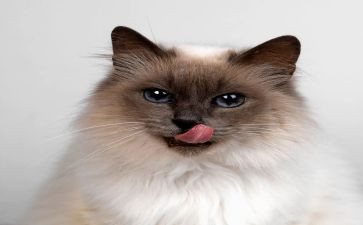 《猫》靳以读后感通用5篇