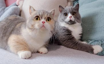 靳以的猫的读后感200字模板5篇