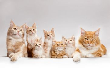 靳以的猫的读后感200字参考5篇