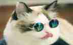 靳以的猫读后感500字通用7篇