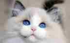 猫的作文模板8篇