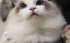 《猫》读后感400字优秀5篇