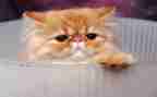 介绍猫作文600字通用6篇