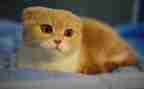 我的猫作文200字精选7篇