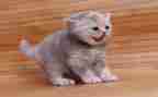 靳以的猫的读后感200字精选5篇