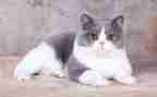 靳以的猫读后感300字参考6篇