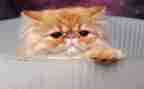 靳以的猫读后感300字通用7篇