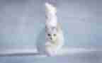 介绍猫作文600字优秀7篇
