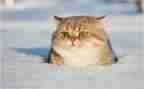 靳以的猫的读后感200字8篇